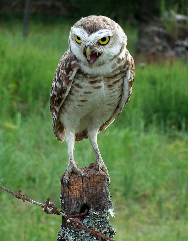 Long Legged Owls image