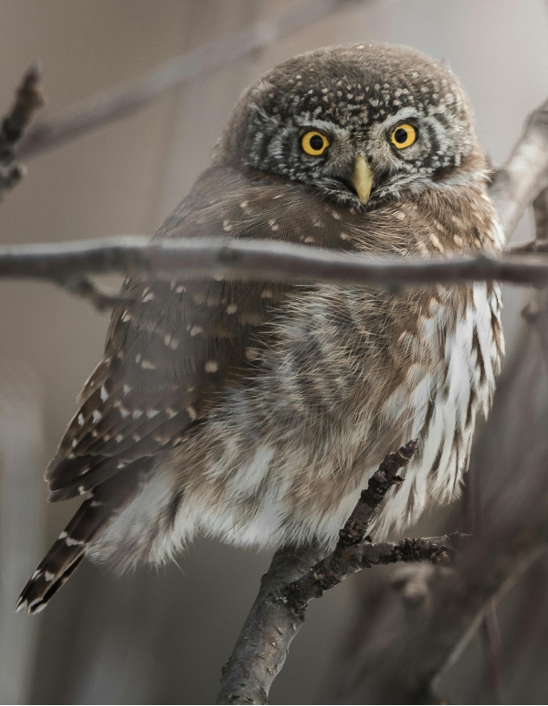 Elf Owls image