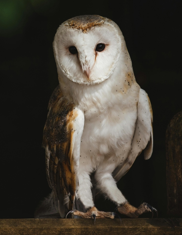 Masked Owls image