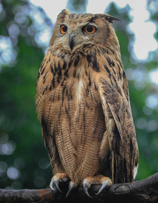 Indian Owls image